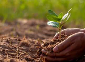 A început prima campanie de împăduriri în Caraș-Severin: primele locații sunt Drumul Dognecei și Soceni