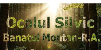 Ocolul Silvic Banatul Montan, în pragul insolvenței: Primăria Reșița preia controlul