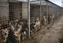 Transport de câini blocat în Caraș-Severin: medic veterinar cercetat pentru fals intelectual